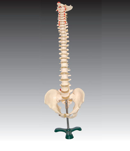 Natural Large Spine Model