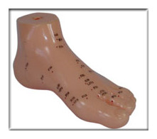 Foot Acupuncture Model