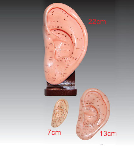 Ear Acupuncture Model