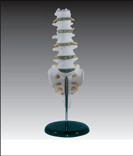 Spine Model